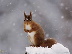 Tapeta National Geographic 453.jpg